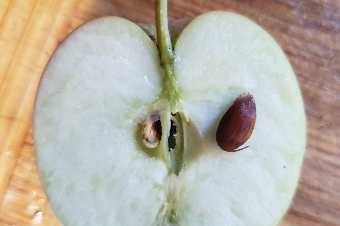 Week 5- Apple&nbsp;Seed