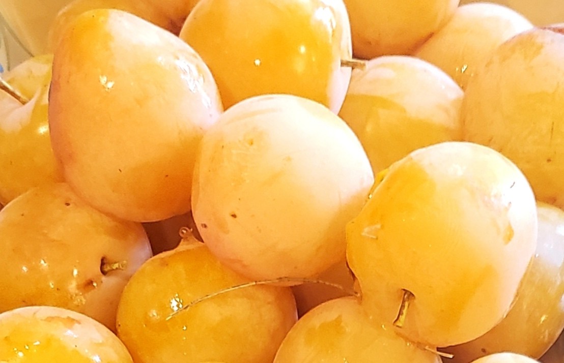 Week 12 –&nbsp;Plum