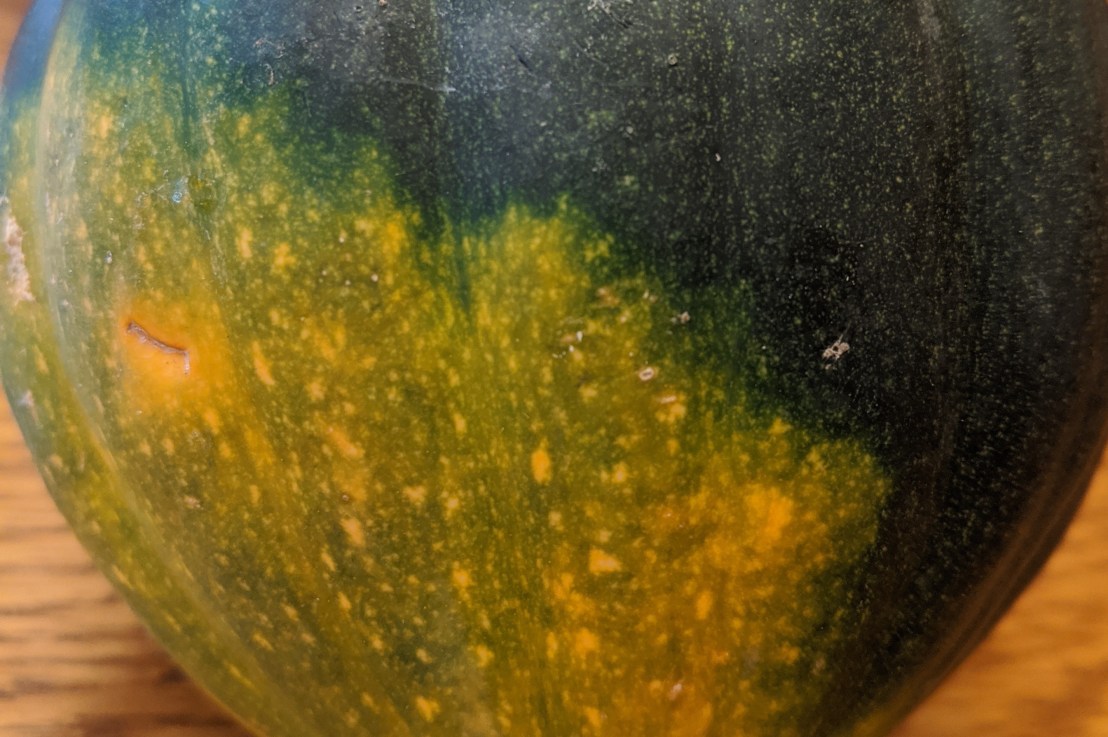 Week 29 – Acorn&nbsp;Squash