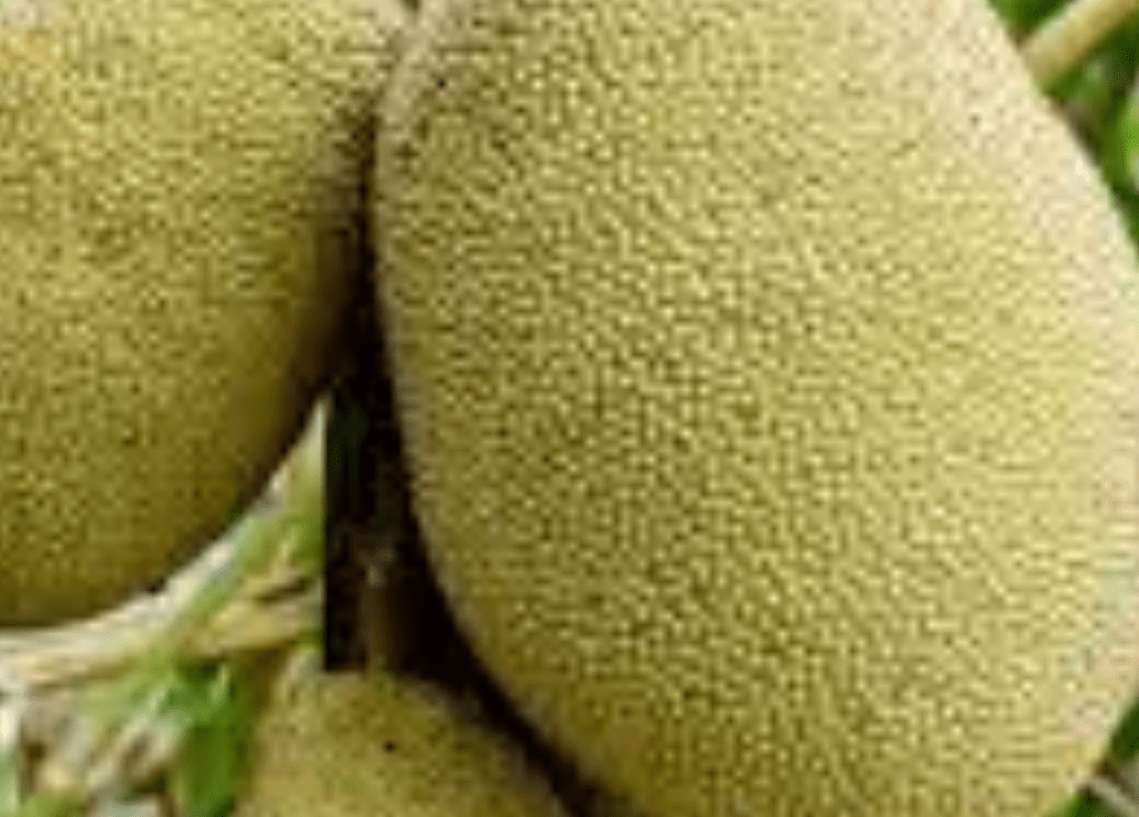 Week 40 –&nbsp;Jackfruit